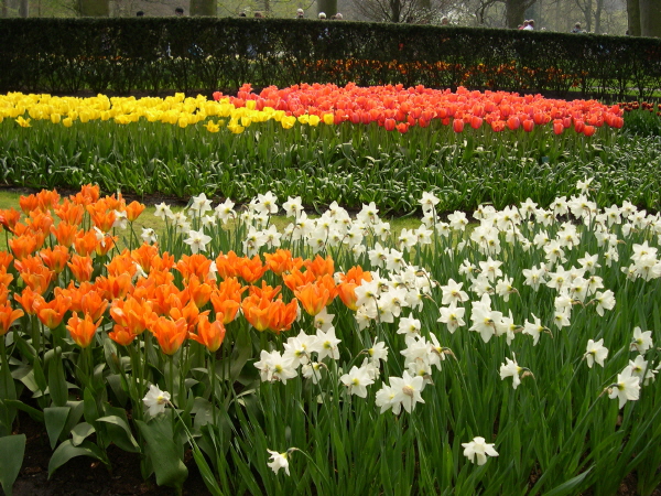 Keukenhof_2008_091