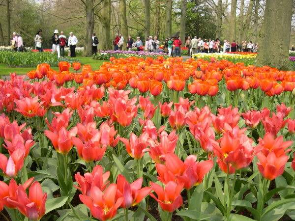 Keukenhof_2008_092
