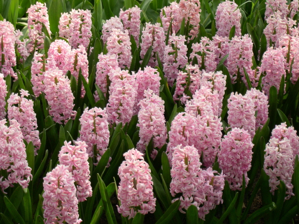 Keukenhof_2008_095