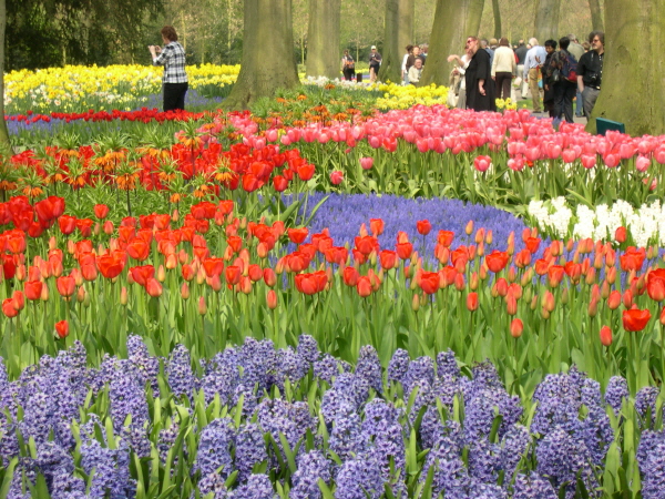 Keukenhof_2008_100