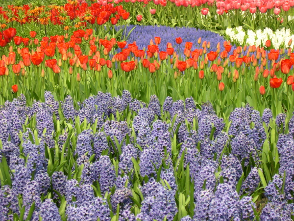 Keukenhof_2008_101