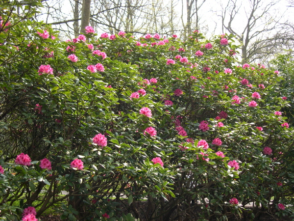 Keukenhof_2008_109