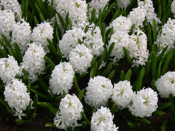 Keukenhof_2008_111