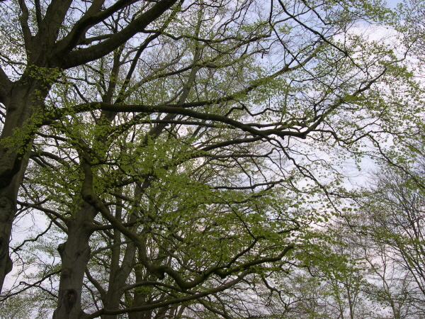 Keukenhof_2008_112