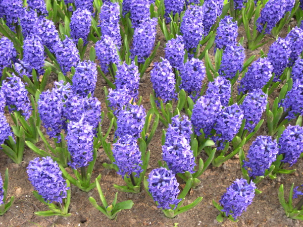 Keukenhof_2008_113