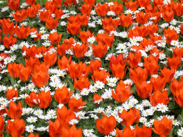 Keukenhof_2008_115