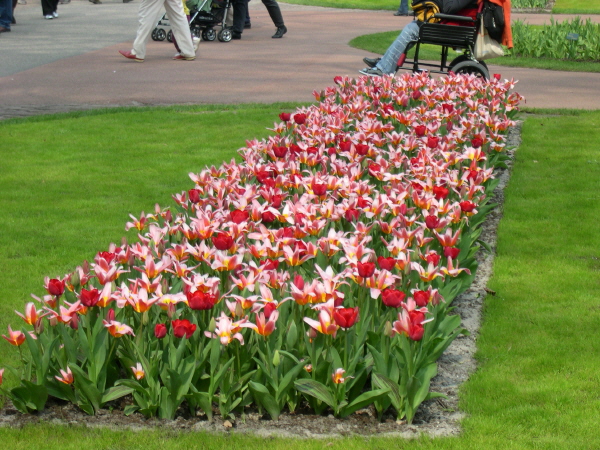 Keukenhof_2008_116