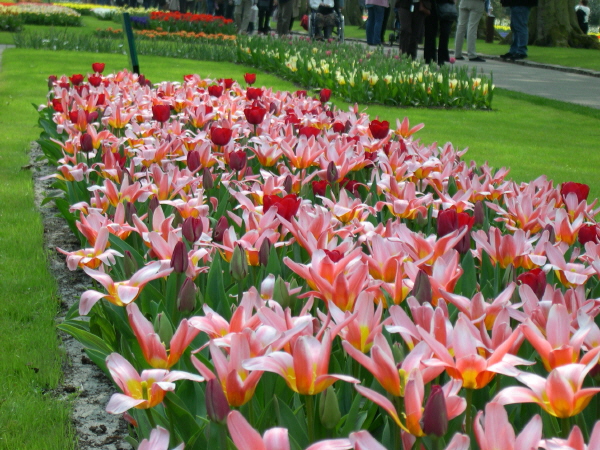 Keukenhof_2008_117