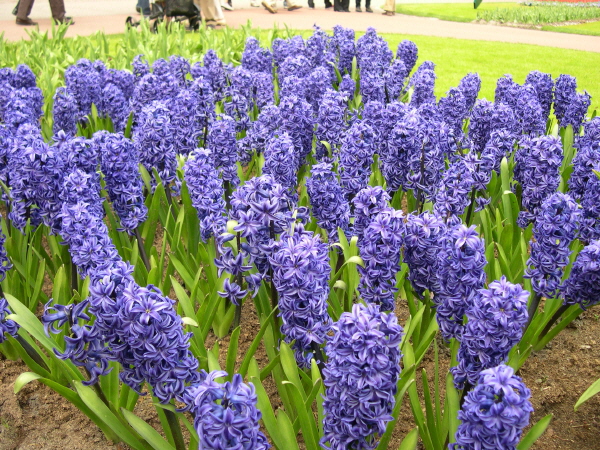 Keukenhof_2008_119