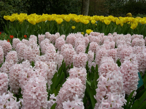 Keukenhof_2008_121