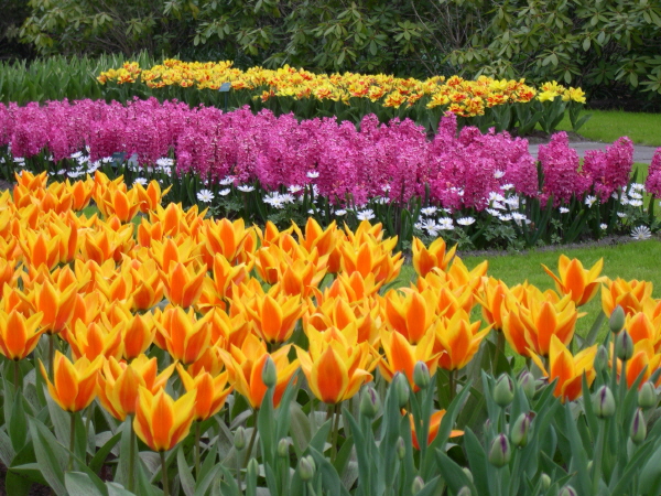 Keukenhof_2008_126