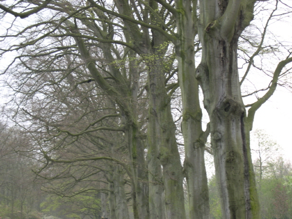 Keukenhof_2008_129