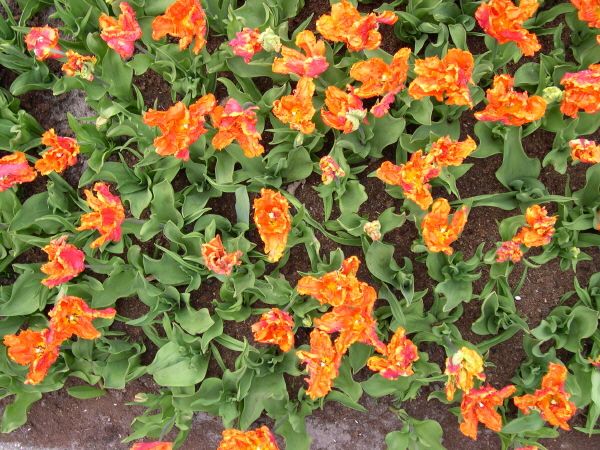 Keukenhof_2008_132