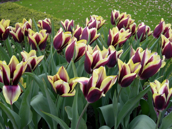 Keukenhof_2008_135