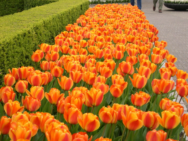 Keukenhof_2008_136