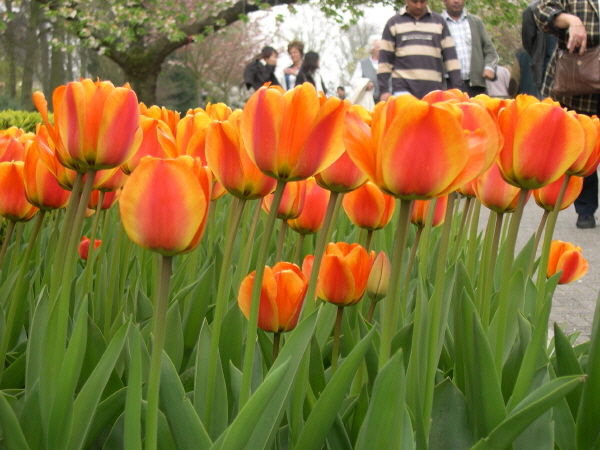 Keukenhof_2008_137