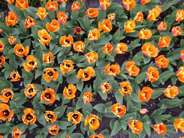 Keukenhof_2008_138