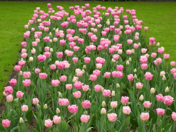 Keukenhof_2008_139
