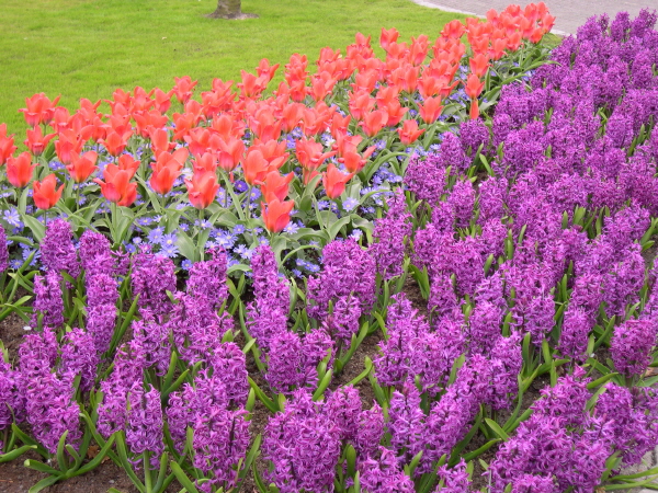 Keukenhof_2008_140