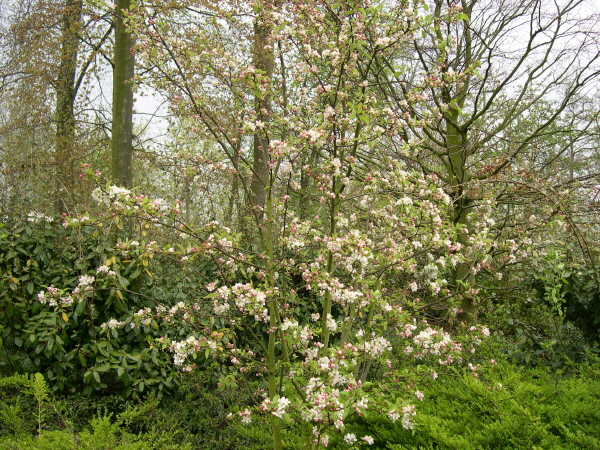 Keukenhof_2008_151