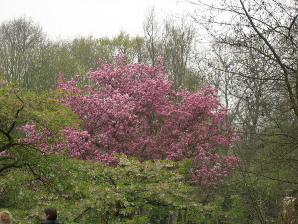 Keukenhof_2008_152