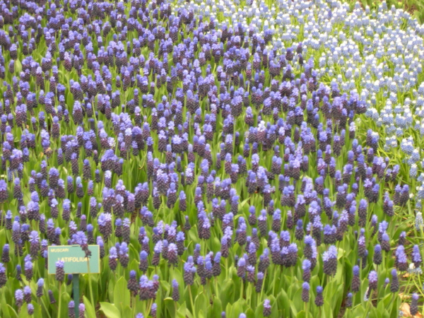 Keukenhof_2008_154