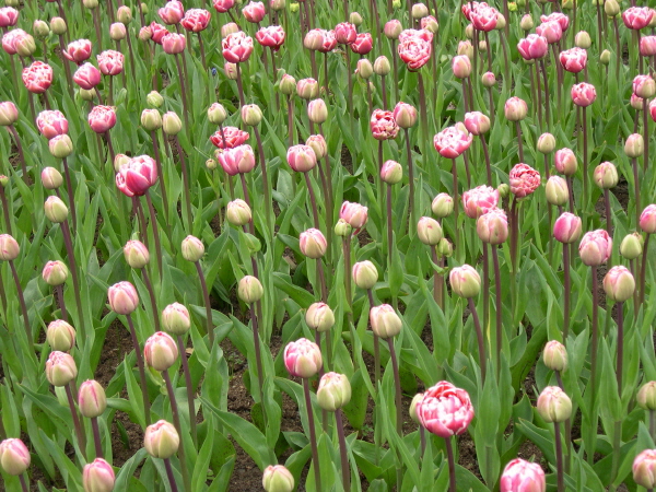 Keukenhof_2008_155