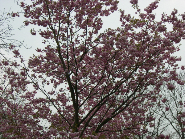 Keukenhof_2008_156