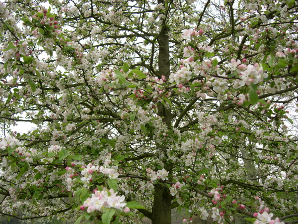 Keukenhof_2008_157