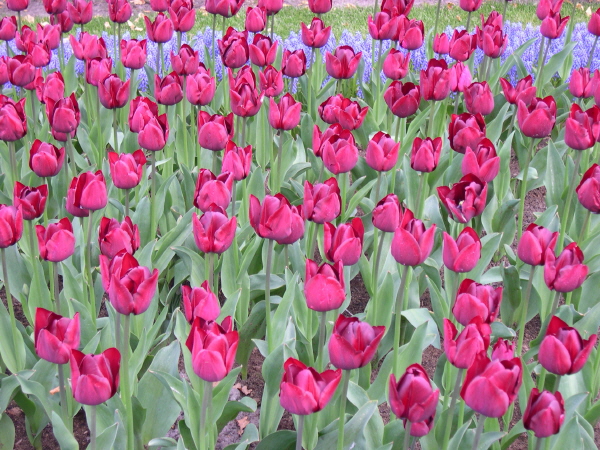 Keukenhof_2008_159
