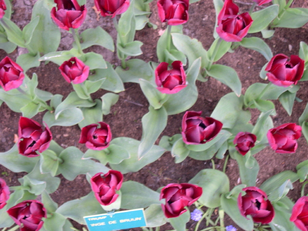 Keukenhof_2008_160