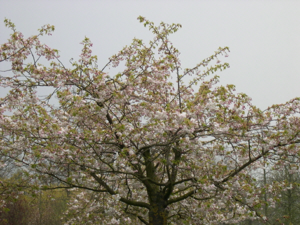 Keukenhof_2008_163