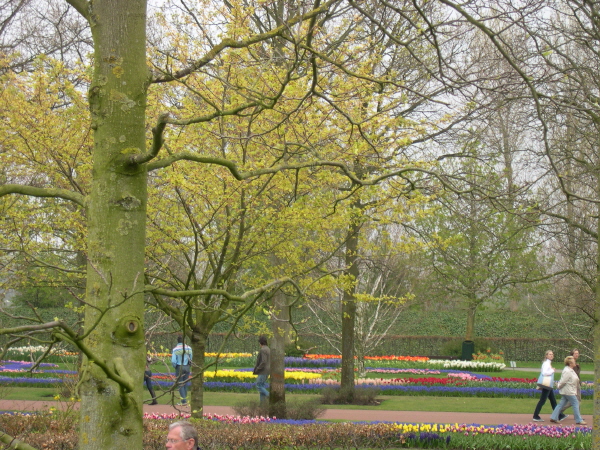 Keukenhof_2008_164