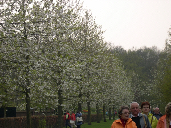 Keukenhof_2008_165