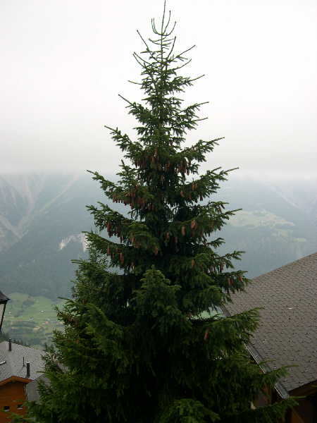 First morning – view from the balcony of appartment Nobile B12 — Bettmeralp