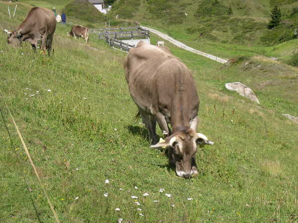 Afternoon walk near Bettmersee — Bettmeralp