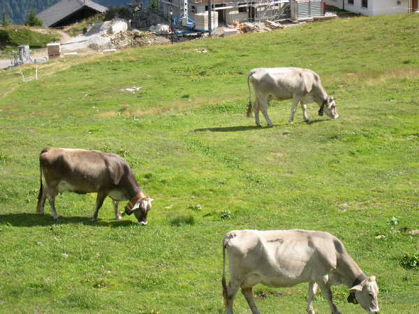Afternoon walk near Bettmersee — Bettmeralp