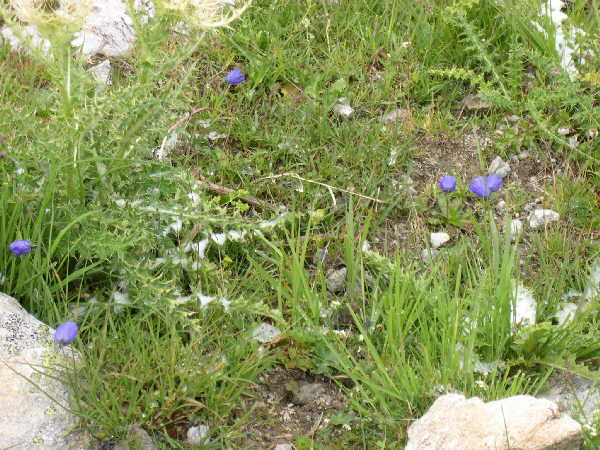 Flowers in the snow beside the Aletch glacier