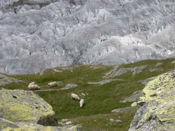 Sheep beside the Aletch glacier