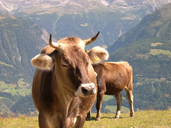 Another walk, another cow!