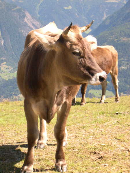 A cow !!!