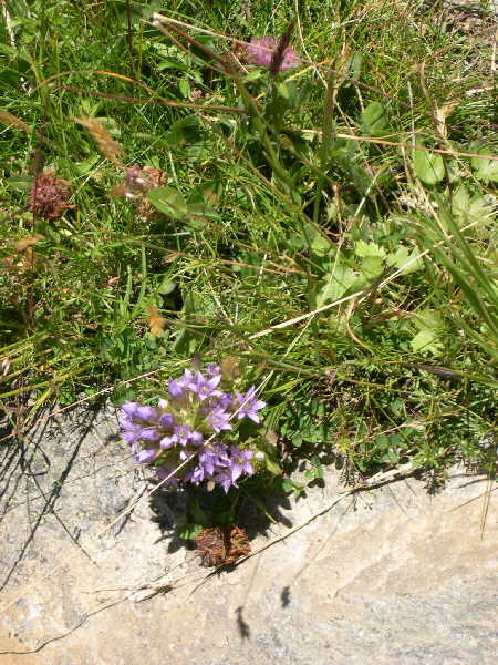 A flower